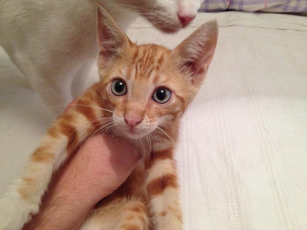 Congatos's tweet photo. Lindo gatito de #Sevilla busca familia. Y cuentan que es súper bueno. ¿Le ayudamos? @Ibuprofeno600mg @eleanorinthesky http://t.co/0F2fJa4F0M