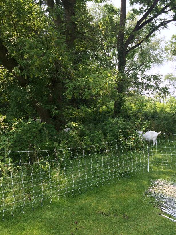 DanMausolf's tweet photo. They are now on to the next area. @RadrickFarms @DougMourer http://t.co/jd7xHRB76H