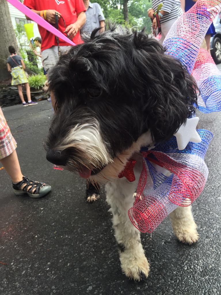 Belles_Rosen's tweet photo. At the WOOF Acres Parade with my brothers @TUX_Rosen_PWD &amp; OIN &amp; some of my pals in our pack. #portuguesewaterdog http://t.co/oT20nitA4G
