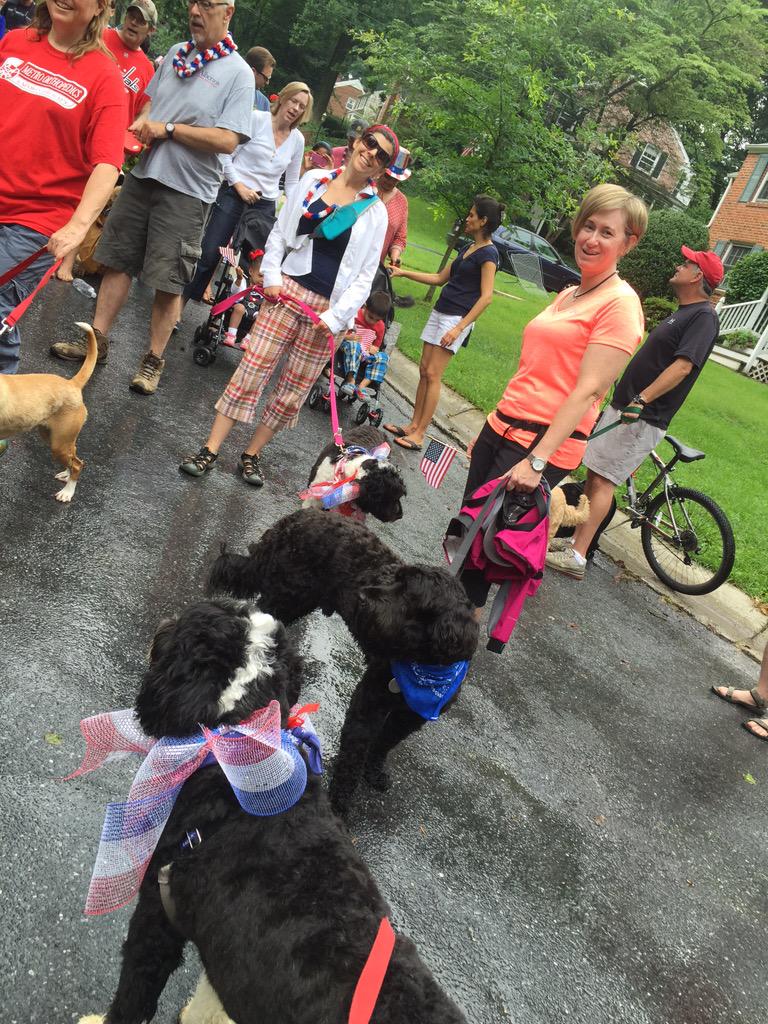 Belles_Rosen's tweet photo. At the WOOF Acres Parade with my brothers @TUX_Rosen_PWD &amp; OIN &amp; some of my pals in our pack. #portuguesewaterdog http://t.co/oT20nitA4G