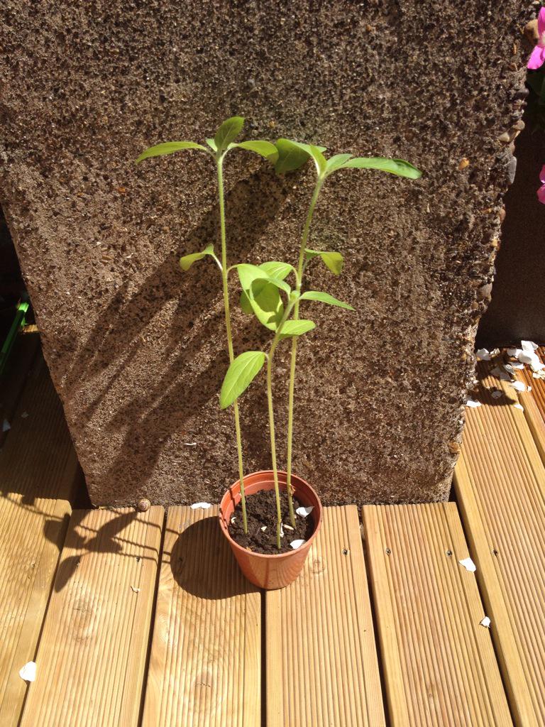 JAC_OCC's tweet photo. @LouisePolitano @mbocks78 that thunderstorm last night helped no end! #sunflowercomp15 http://t.co/kYedAzwxBQ