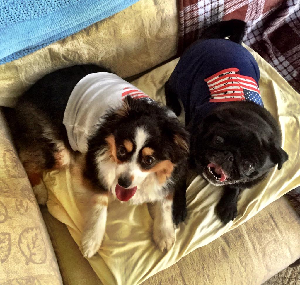 JuniPug's tweet image. Happy Independence Day!  #StarsandStripes #4thofJuly #PatrioticPups #Ohio #pug
