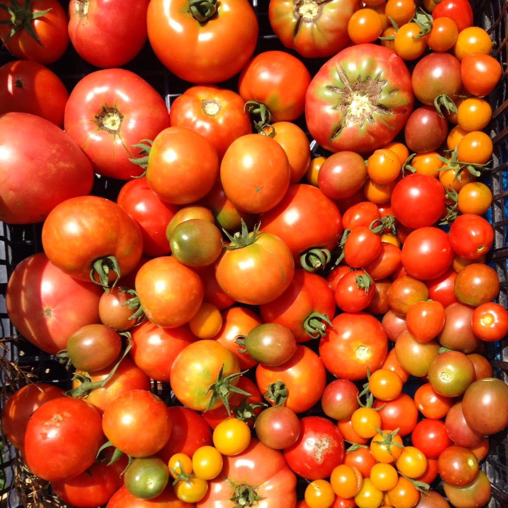 #AngieRaveFarm #tomatoes soooo delicious ✨🍅✨🍅✨🍅✨
