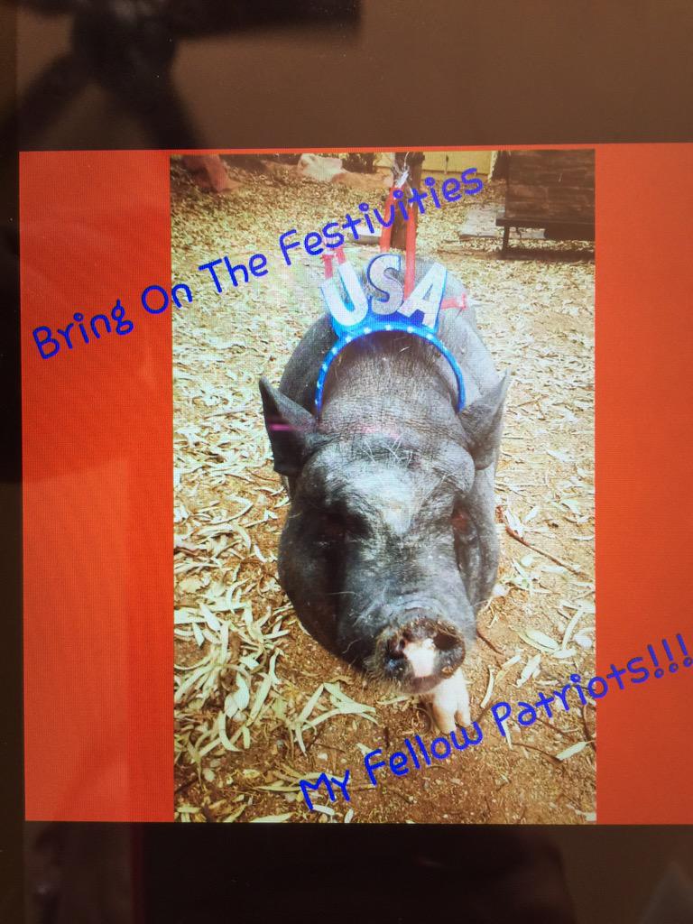 prettypinkacres's tweet photo. Snoutout from Cinderella🐽 Wishing y'all Happy 4th &amp; to keep your animals safe during the fireworks! 🇺🇸❤️🇺🇸 #RT #USA http://t.co/KmlmOmU5He