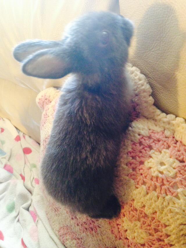 JessicaaMilford's tweet photo. Brought some company 🌏 she is so understanding and is not judgemental. Fluffy.. Your are so precious 💕💕#babyrabbit http://t.co/uk0I5S54Gm