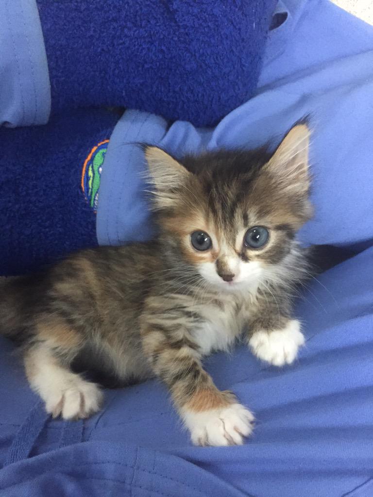 pinacolaudiaaa_'s tweet image. Happy 4th from PVG &amp;amp; our kitties 💟