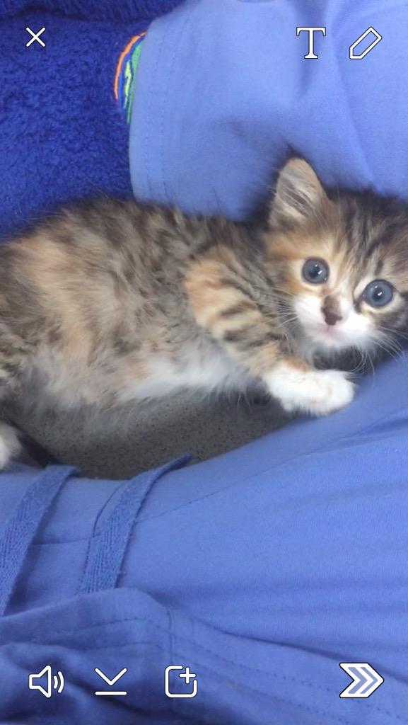 pinacolaudiaaa_'s tweet image. Happy 4th from PVG &amp;amp; our kitties 💟