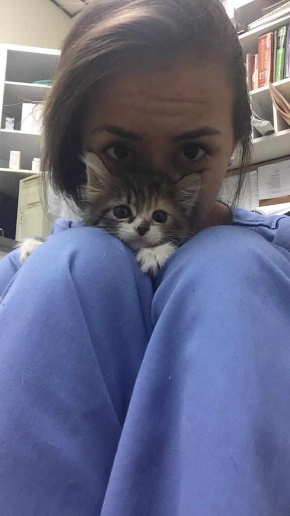 pinacolaudiaaa_'s tweet image. Happy 4th from PVG &amp;amp; our kitties 💟