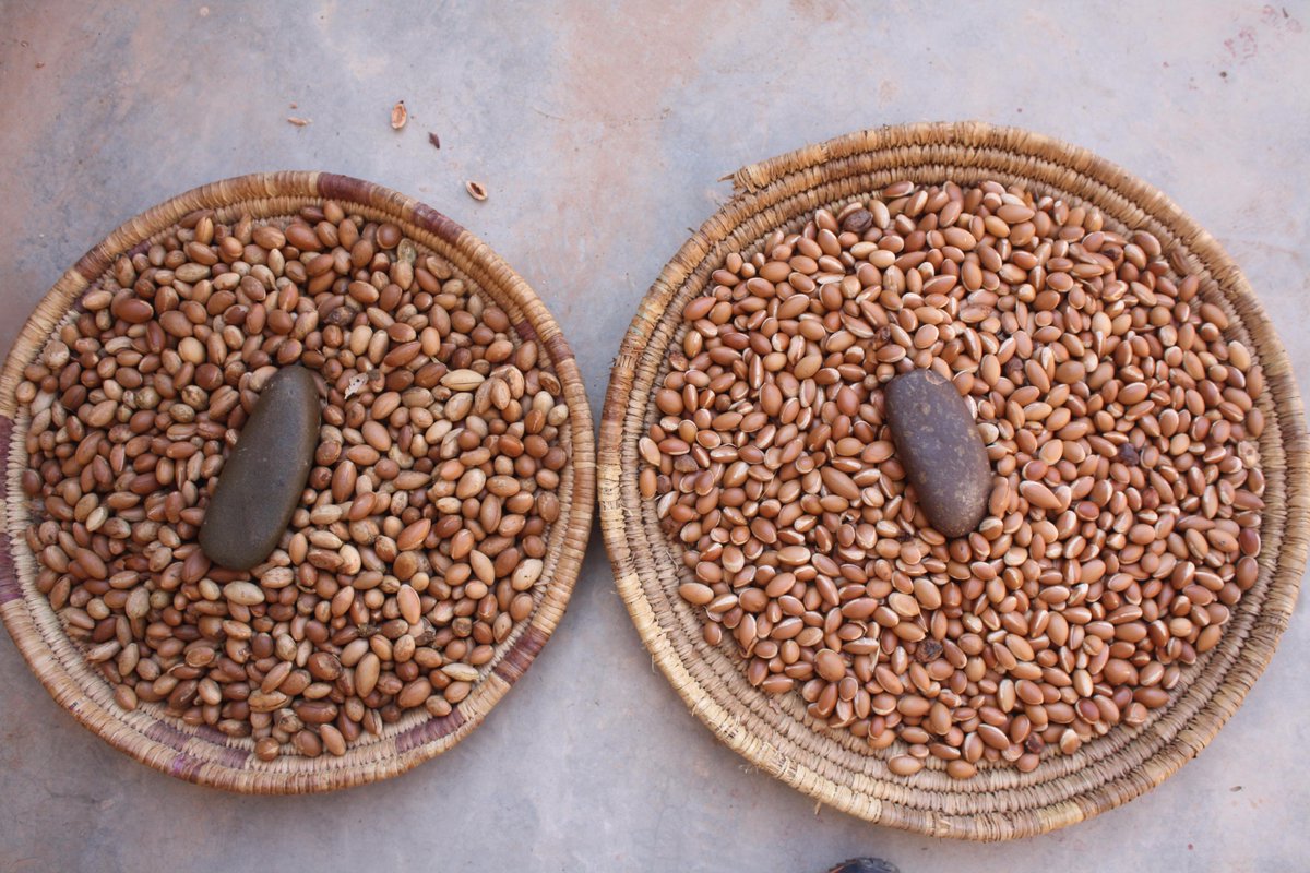 ArganLounge's tweet photo. Finally at work: left argan nuts "peeled" by goats, right harvested by hand. We only use the latter #argan #Morocco http://t.co/Zyt6ngn2lM