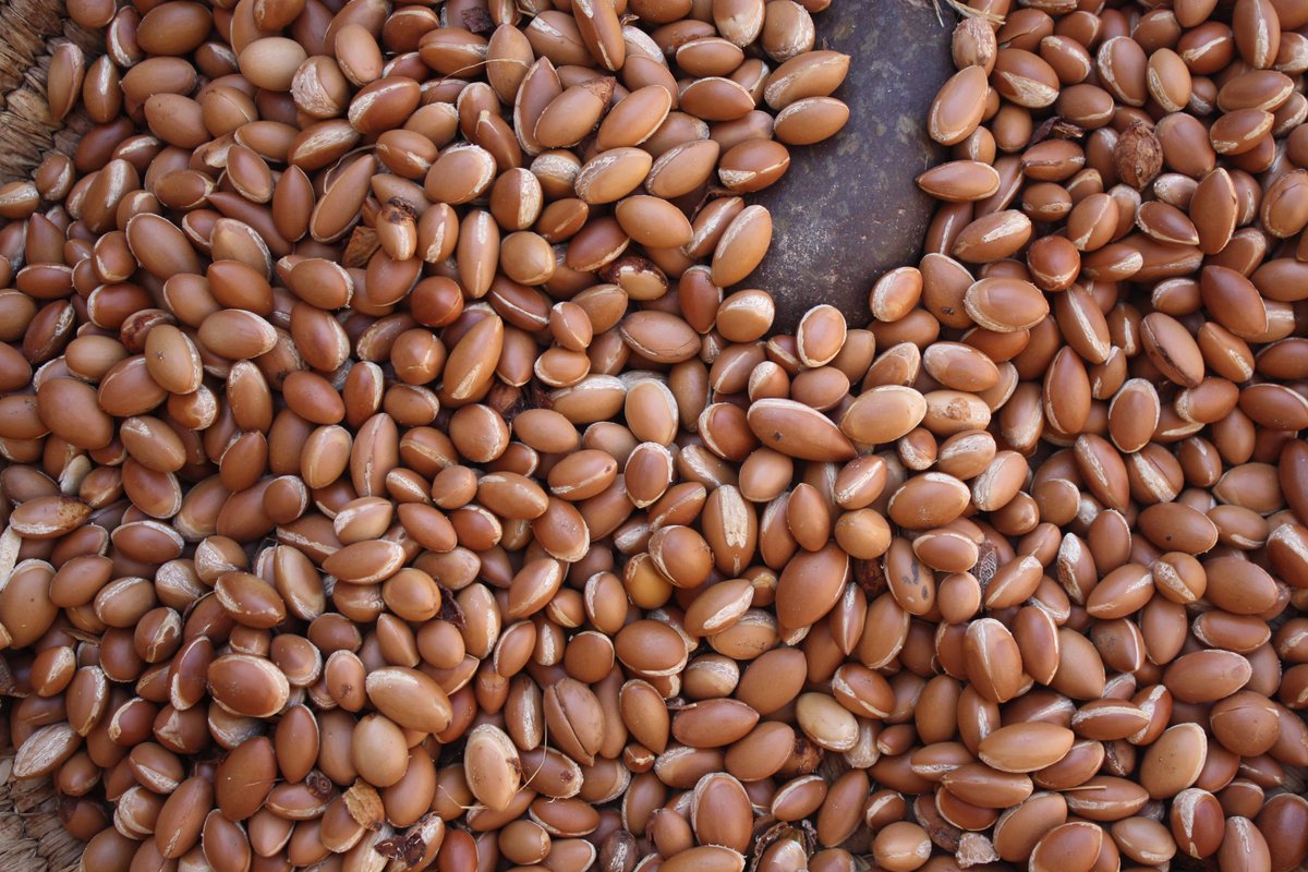 ArganLounge's tweet photo. Finally at work: left argan nuts "peeled" by goats, right harvested by hand. We only use the latter #argan #Morocco http://t.co/Zyt6ngn2lM