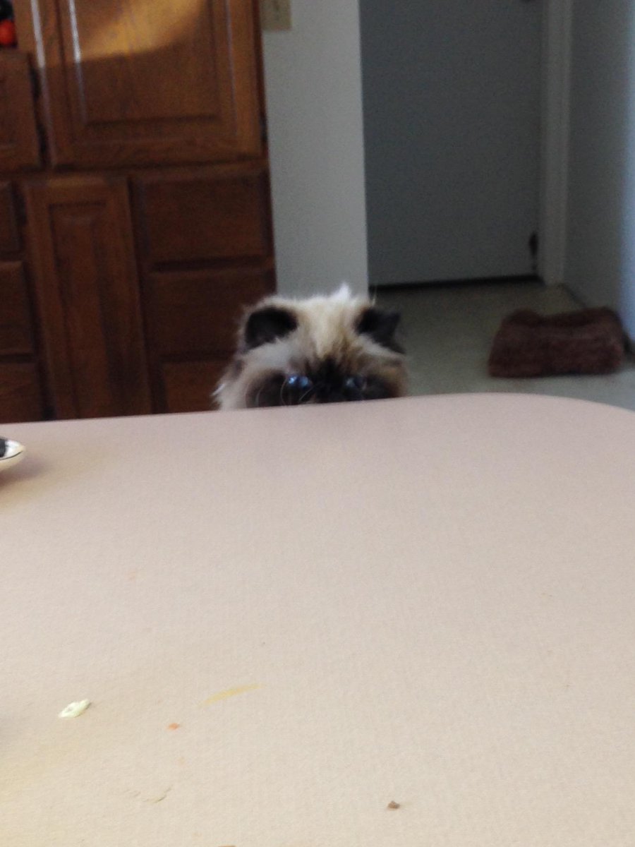 PapaSchwag's tweet photo. Someone is stalking Delena Breakfast this morning. #DelenaLife #Flurf @BoddaSchwag @kathank32 @Kaitlin_April http://t.co/A6NkePGTU8