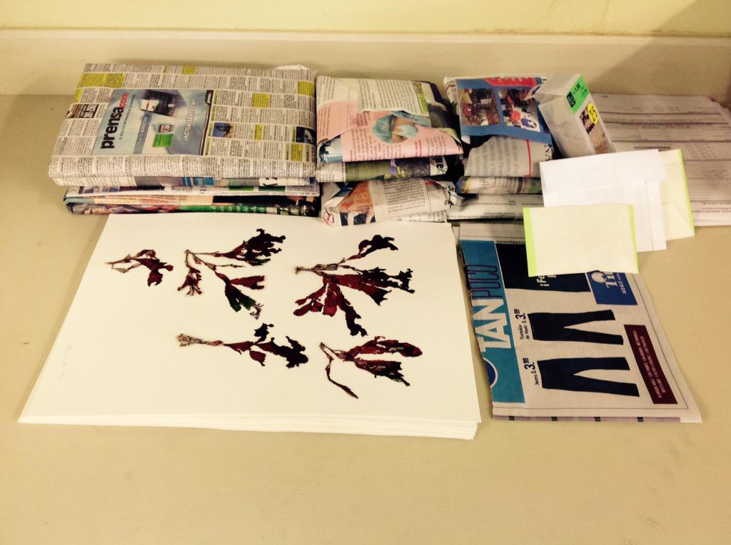 Last day at  <a href="/BocasStation/">Bocas Station</a>. The results of two weeks of collections. #Herbariumsamples.  <a href="/Seaweediversity/">Seaweed_diversity</a>