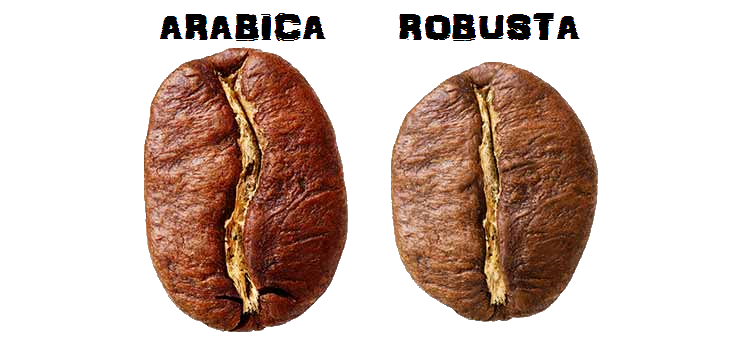 Arabica vs Robusta #kahvelekesi #arabica #kahve #scae #üçüncüdalgakahve kahve-lekesi.com/#!ARABİCA-vs-R…