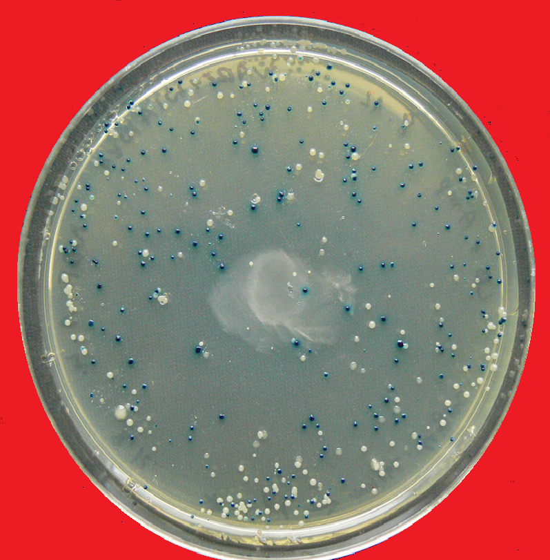 Happy Independence Day from MSBT! Enjoy the holiday! #red #whiteandbluescreen #USA #Merica #science #iGEM2015