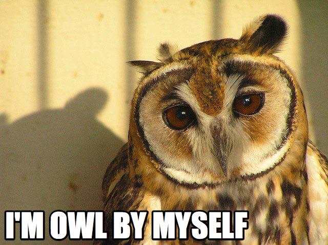 castle_keegan's tweet photo. I'm so owl excited http://t.co/uYpkCCiwJ3