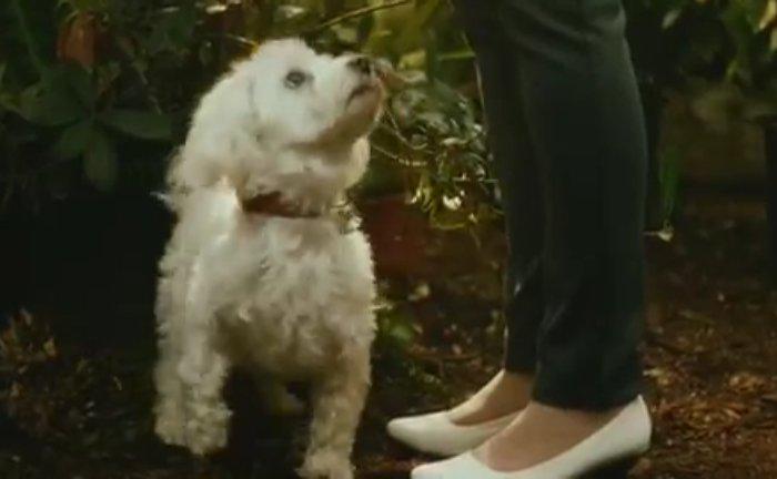 TheHorrorDogs's tweet photo. Stung (2015) #stung #stung2015 #percy #horrordogs #horror #dogs #wasps #bees http://t.co/ebKzetOrKT
