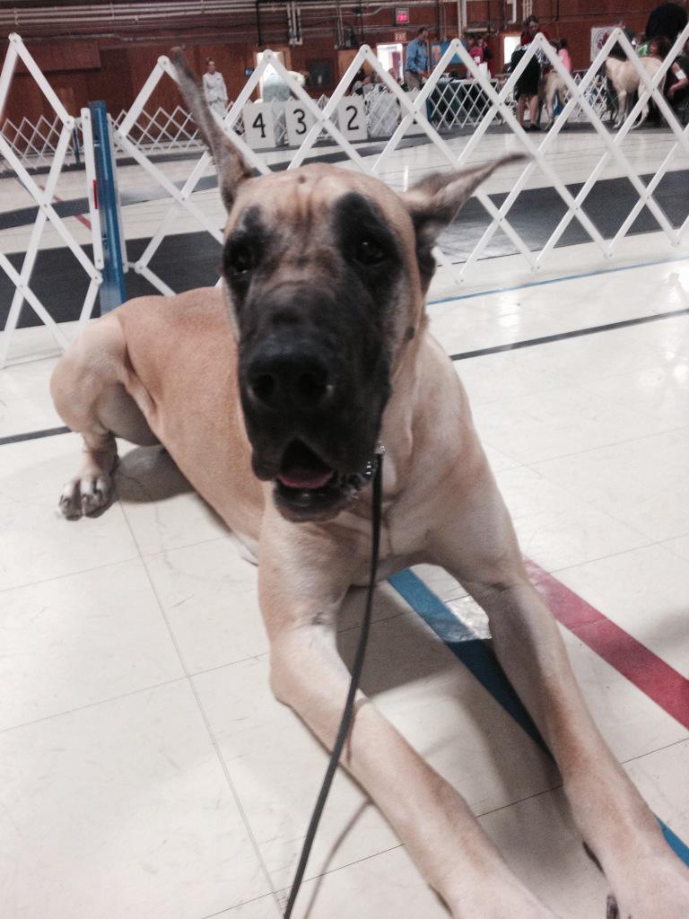 jenniferoldford's tweet photo. #day1 #twoBOB and #group4th #DogShowWeekend #dogshowlife http://t.co/V5PhKkSEMW