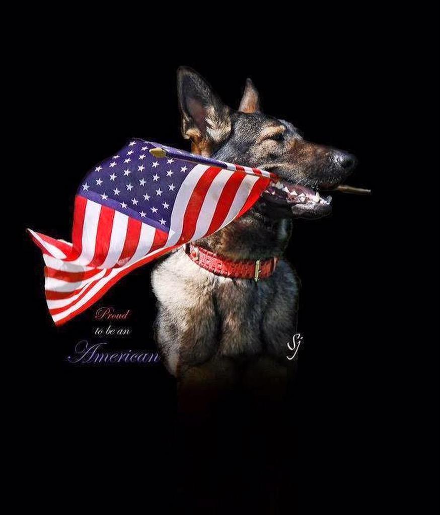 Happy 4th of July from the SRPD K9 Corps!! Please celebrate wisely. <a href="/K9Faro/">SR Police K9 Faro</a> <a href="/SanRafaelPolice/">San Rafael Police Department</a> <a href="/srpolicek9/">San Rafael Police K9</a> 🐾
