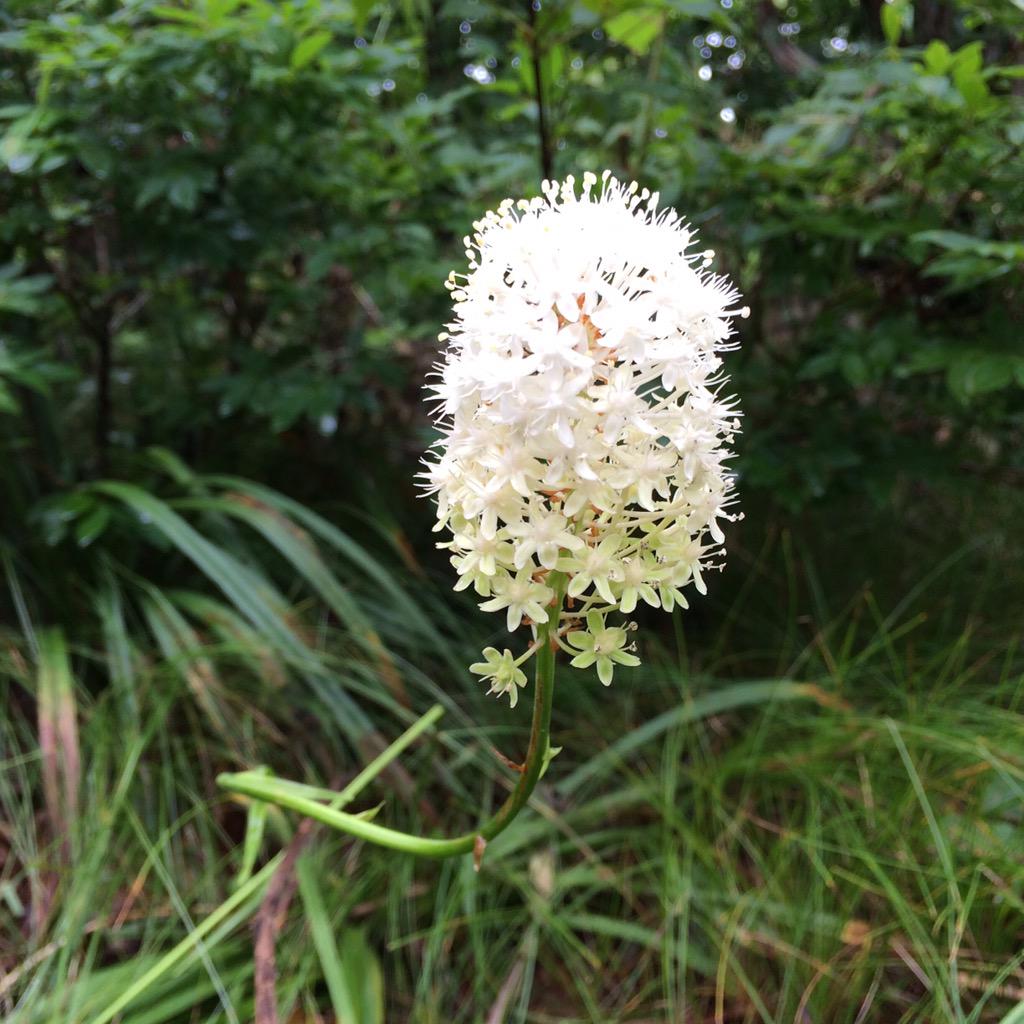 missyhoward's tweet image. Any #hiking friends can ID this?  #imstumped #nc #BlueRidgeParkway