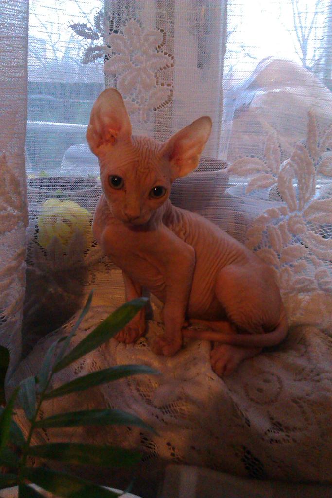 NatahaGo's tweet image. Это мой любимый мальчик.Его зовут Адольф.