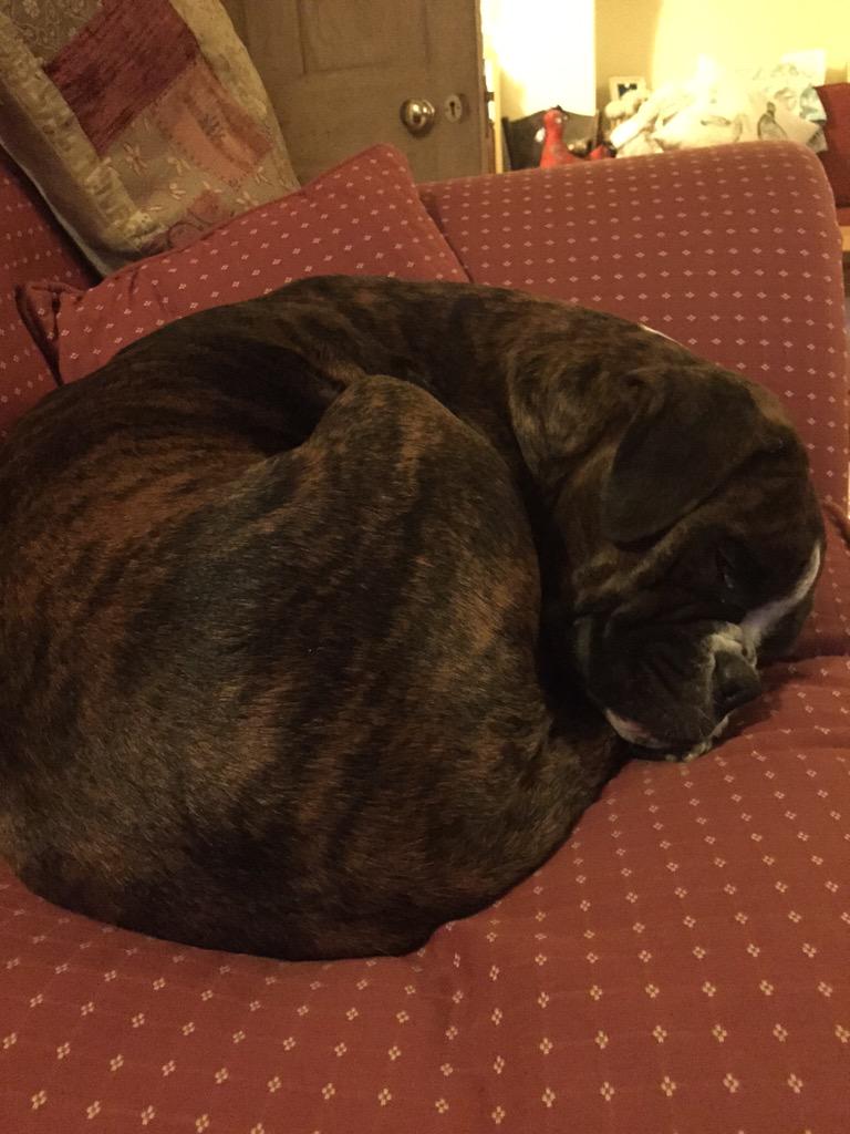 1981CSS's tweet image. That didn't take long....#sofadog