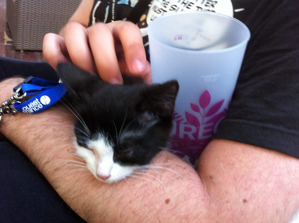 OuestFrance14's tweet photo. Trouvé à #Beauregard : un chat abandonné. Mascotte de cette 7e édition, il a été rebaptisé John. #WeAreJohn http://t.co/HMGQrQKgUy