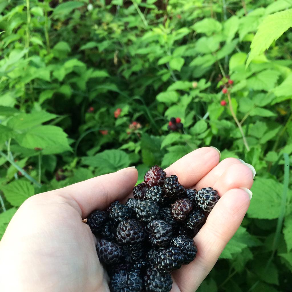 foxfernstudios's tweet photo. Happy Forage of July! #forage #wildblackraspberry #blackcaps #naturefood http://t.co/Gtr32eyPYb