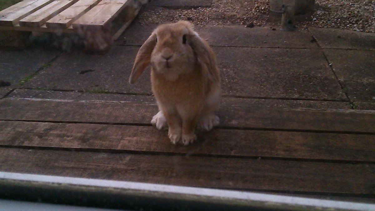 Gallifrey5's tweet photo. @bunnyobserver hello I guess u r another one of these funny human things.?  Got mine very well trained #bunrules http://t.co/sIlMGh6S7q