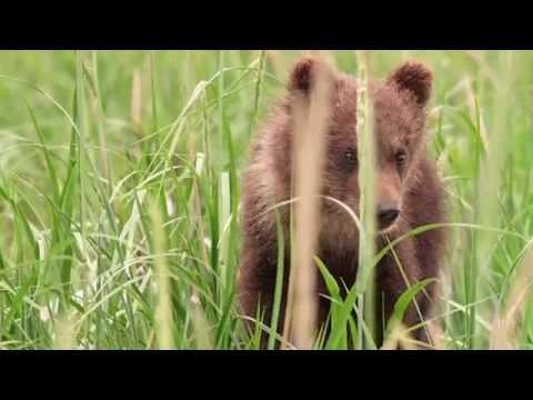 Disneynature's Bears - Protecting Wildlife &amp; Wild Places vid.staged.com/6JYp #disney #SuperHeros