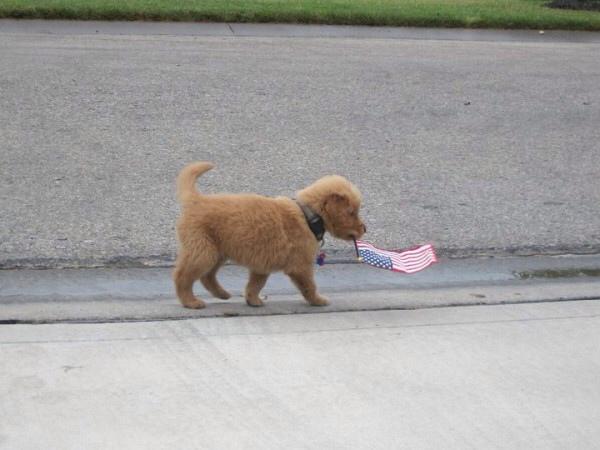 incredibleviews's tweet photo. Dog Bless America! http://t.co/YcQerhvXYS