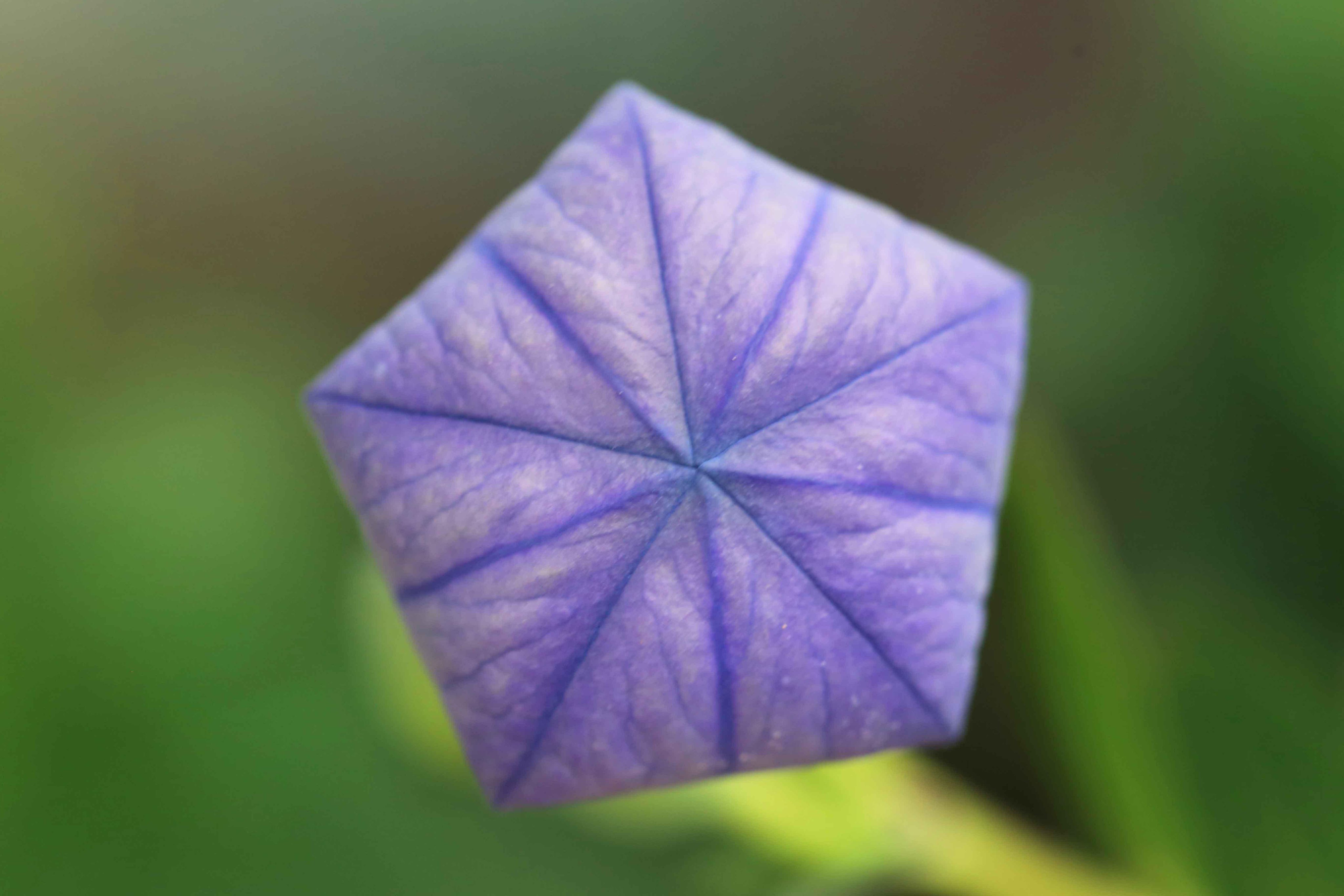 片柳弘史 開花直前の桔梗のつぼみ 見事な正五角形です O Http T Co 3hoprkisjy Twitter