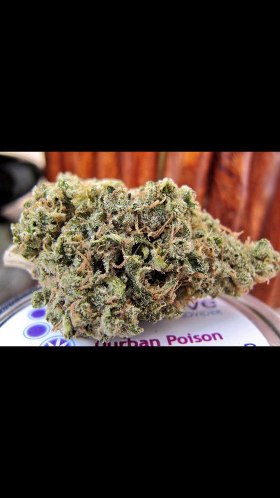 PotPornv's tweet photo. durban poison. http://t.co/B54gBopZYY