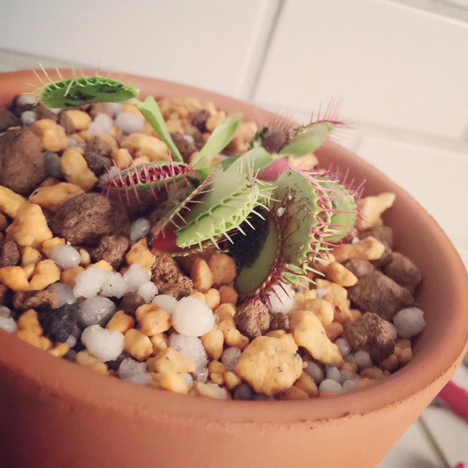 ハエトリ草ちゃん、、ハエトリ草同士挟み合いをしてしまい http://t.co/1l2p6SN2zb