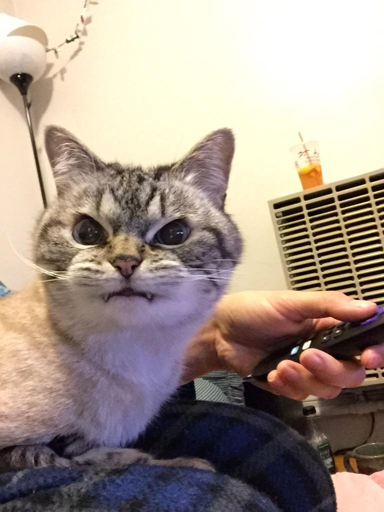 #cats #CatsOfTwitter #catsofinstagram