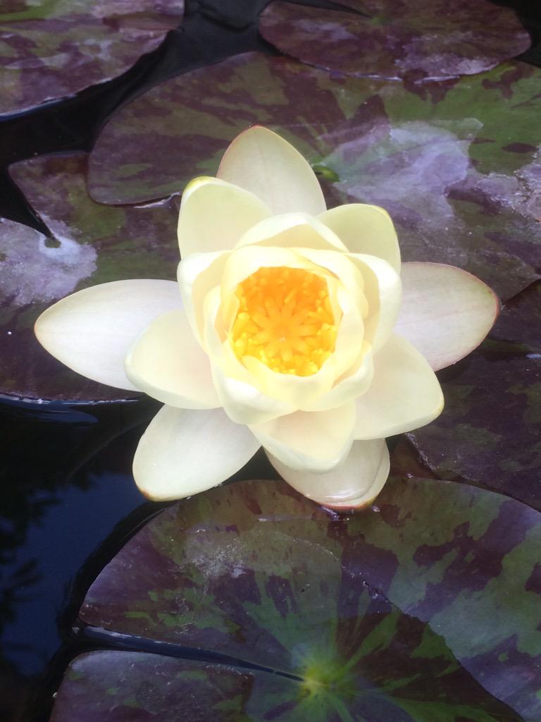 Hello Lily. The first of many I hope.