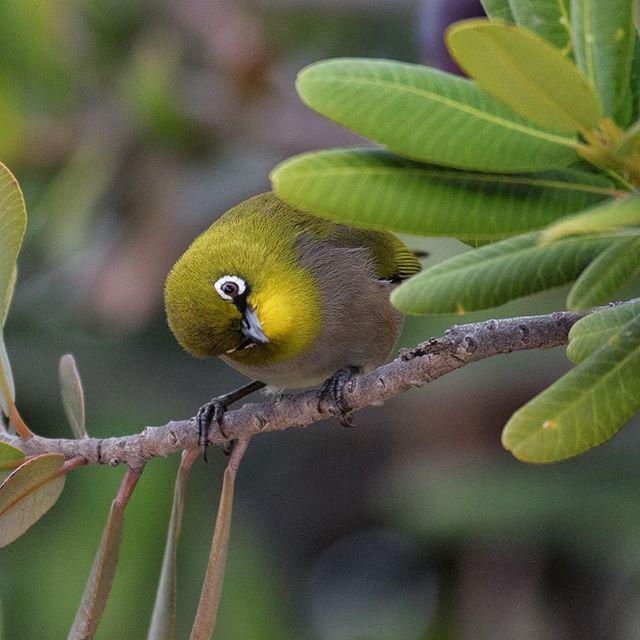 pixnclips's tweet photo. Photo @ladzinski / A #CapeWhiteEye starring me down in the #HexValley in South Africa. If painter #MargaretKeane ha… http://t.co/S0Ac6i9e9L