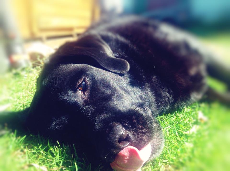 DER_Labrador's tweet image. So lasse ich mir den Sonntag gefallen 😎