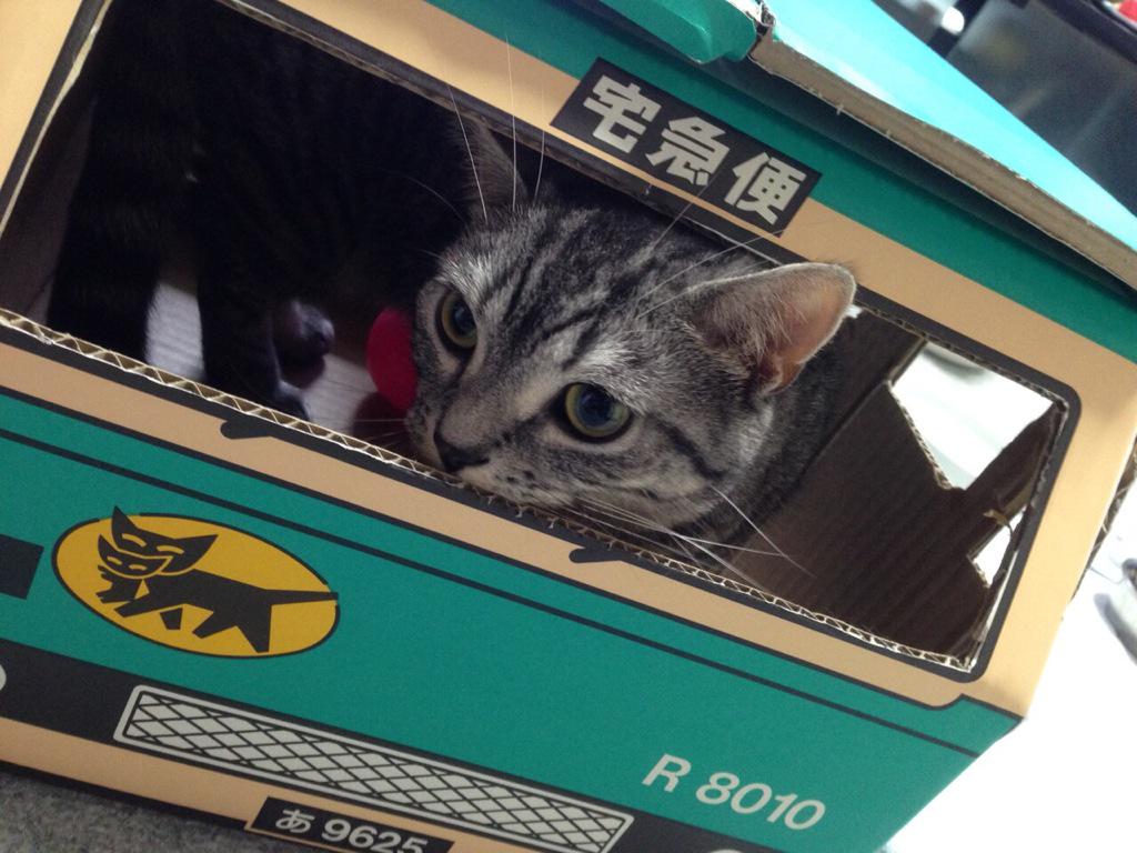 クロネコヤマトの段ボール ねこ 最強説 画像集 Togetter クロネコヤマトの段ボール ねこ 最強説 画像集 Togetter