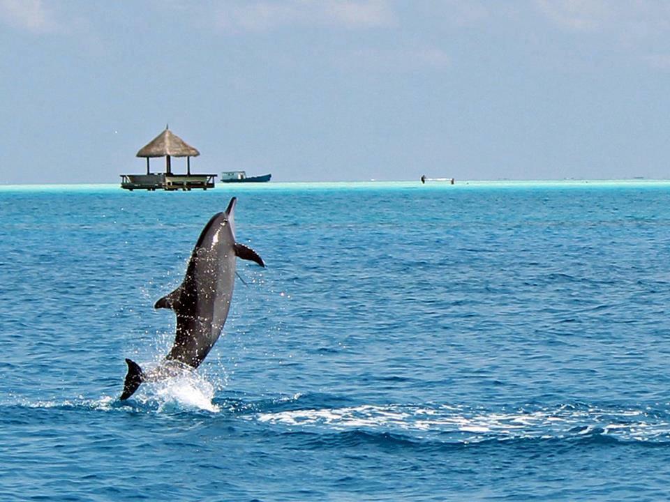 EL DELFIN,  REY DE LOS MARES... - Página 2 CJJXUW8WsAA9nN_