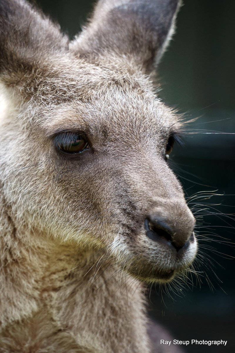 Ray Steup tweet media