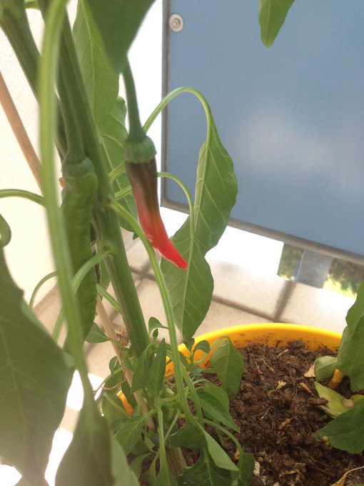 Eine wird schon rot 😍 Wer liebt auch rote Chillis? 😎  Nice Sunny Day 🌞 http://t.co/3FNnbugEy0 http://t