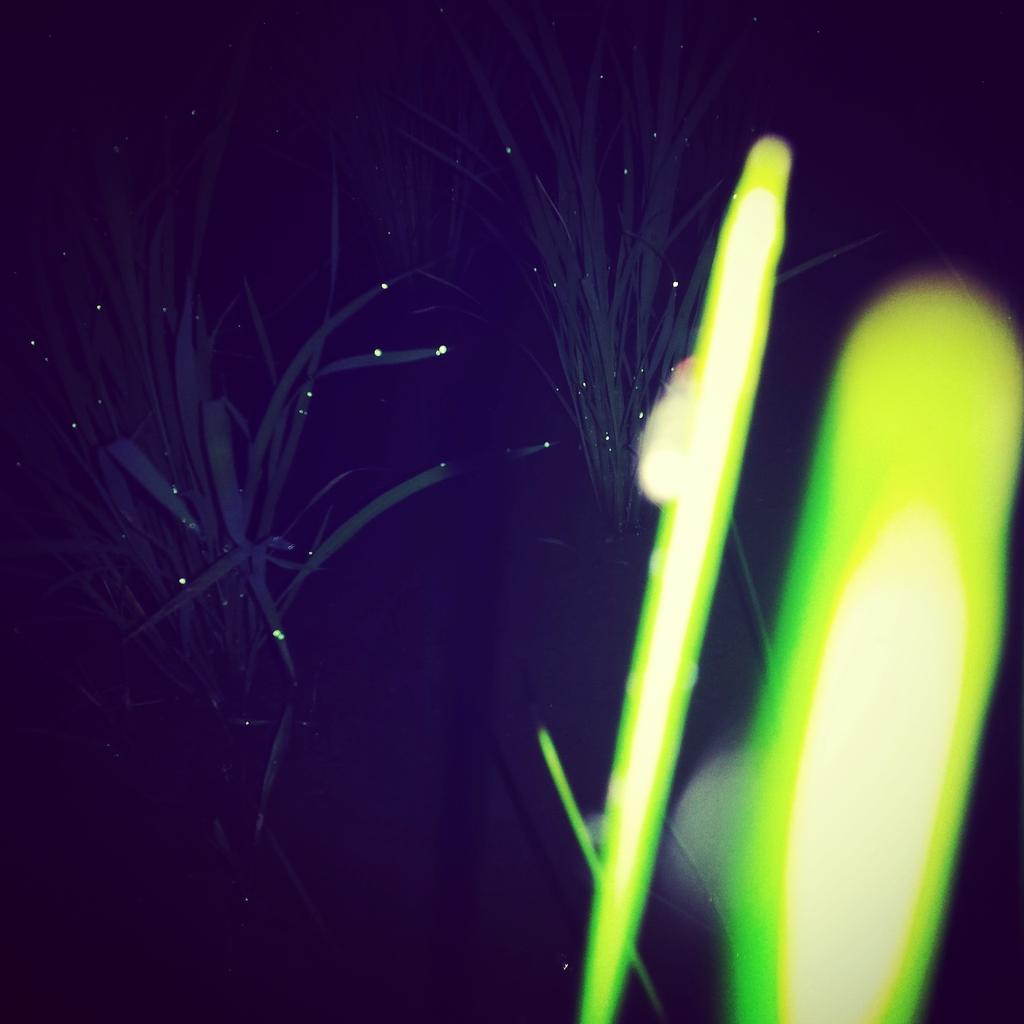 Etiqueta 節子それドロップやないおはじきや En Twitter