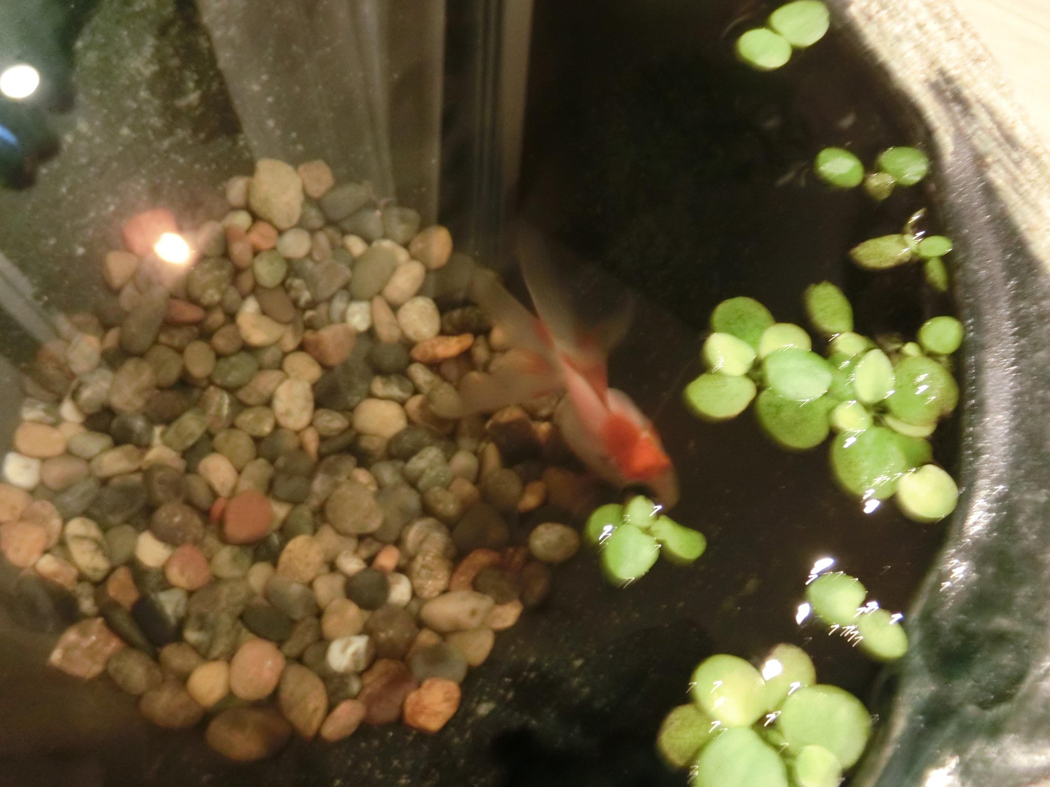 有本紗世 金魚がわたしのあげた餌を無視して浮き草の根っこばっかり食べる ゝ Http T Co Ko5yibbmh6 Twitter