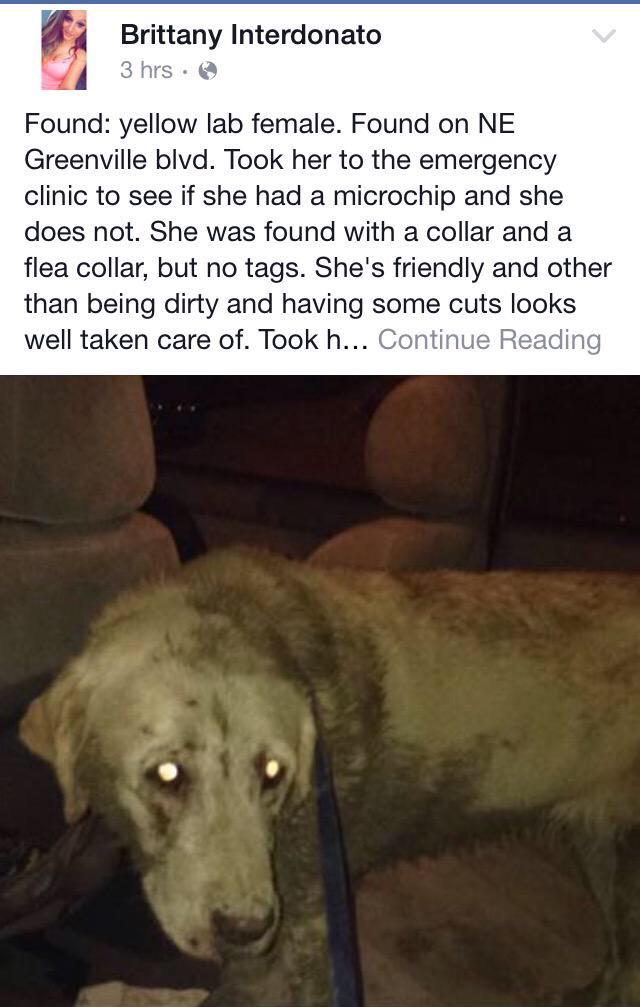 NES_Professor's tweet image. Pirate Nation: Please RT to help @Brittyxo93 find this dog's owner! @ECUPetHelp