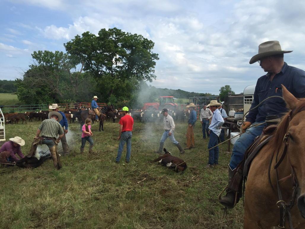 Dragging calves a few weeks ago!
