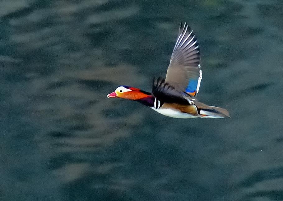 カモの夜 オシドリって浮かんでるとおもちゃみたいだけど 飛ぶとけっこういかす 鳥 Http T Co Ycxymw0ksa