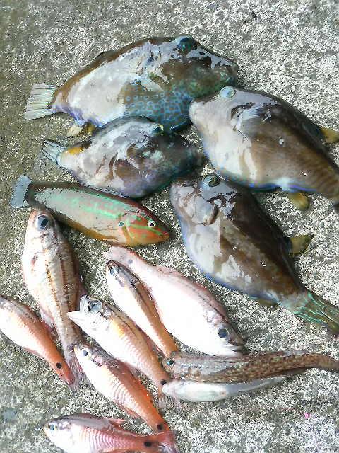 カワハギ釣って煮付けにしたら美味しかったよー に対して それキタマクラ 毒魚 とツイート殺到 果たして無事なのか Togetter