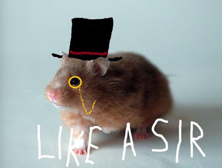 hamsterfancy's tweet photo. Like A Sir #fancyhamster #likeasir http://t.co/NWn1eSz11N