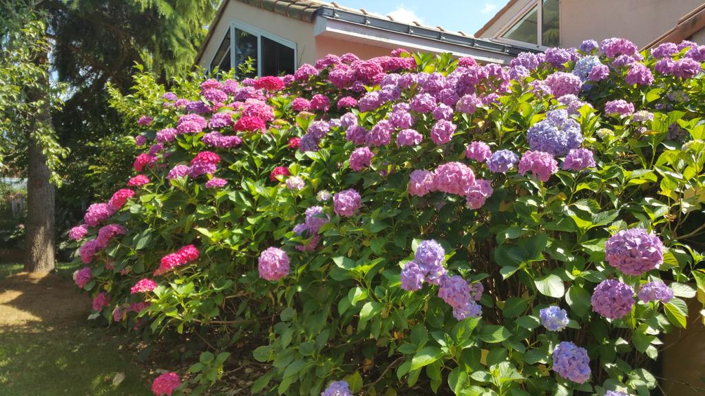 Fraslin's tweet image. Alors qu'on se plaintde la #Canicule2015, chez moi les hortensias n'ont jamais été si beaux... et géants (3 mètres)
