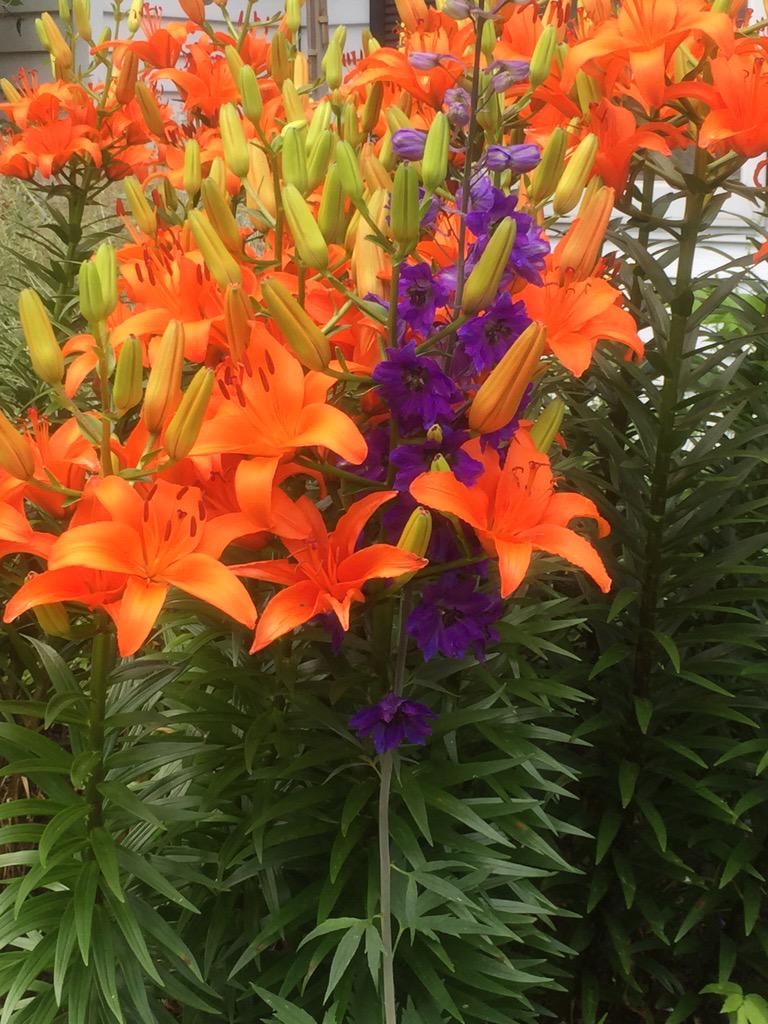 Patty7041's tweet photo. @aiww #FlowerForFreedom http://t.co/0yVAthft5y